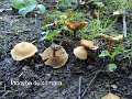 Inocybe dulcamara-amf1028-1
